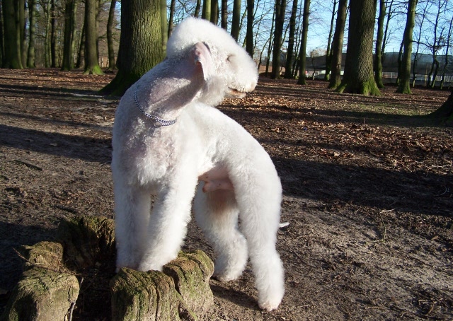 Airis Blue Volshebny Svet 09.02 (5).JPG